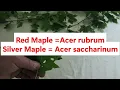 4 shade maples