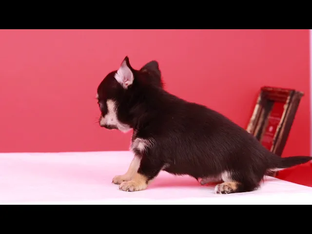 動画