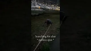 #fyp #dream #vlog #sailing #doberman #pets