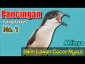 Lagu Pancingan Cendet Agar Bunyi Paling Ampuh Bikin Lawan Nyaut Gacor