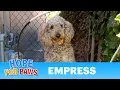 Homeless Standard Poodle survived thanks to a cat feeder