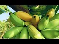 Download Lagu Memetik pisang Muli yang sudah matang dari pohonnya 