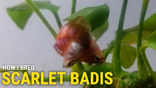 How I Bred Scarlet Badis at Home