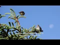 Download Lagu Burung Liar Belajar Lagu dari Guru Vokal Eksperimental/Curr. Biol., 22 Oktober 2018 (Vol. 28, Edisi 20)