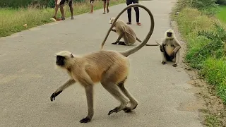 Langur Monkeys Take Over the Village Road 🐒