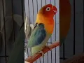 Lagu SUARA LOVEBIRD TIK TIK TIK SAMBUNG NGEKEK PANJANG SANGAT AMPUH UNTUK PANCINGAN#lbdurasipanjang