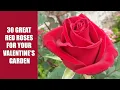 Download Lagu 30 Great Red Roses for your Valentine's garden