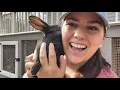 REX RABBITS sexing weaning breeding for meat