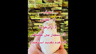 عصافير كناري اسباب وعلاج الصلع عند الكناري طلب من احد متابعين لا تنسو لايك واشتراك بالقناة 