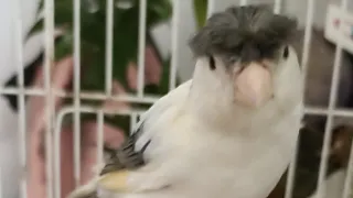 تغريد كناري اسطوري لتجهيز الطوارئ والفحوله والتزاوج تعليم الصغار على النغمات 