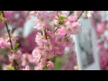29 Spring Flowers 1 Cherry Blossom Background 1080p