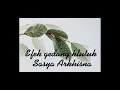 Download Lagu Efek Gedang Klutuk   Sasya Arkhisna ( Lirik + cover )