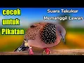 Download Lagu TEKUKUR dirumah pasti ikut BUNYI mendengar suara ini !! MP4 pancingan suara tekukur gacor