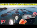 Lagu PROSES BUDIDAYA SALMON ATLANTIK DENGAN AKUAKULTUR MENGHASILKAN JUTAAN TON SETIAP TAHUN