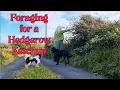 Download Lagu Foraging for a Hedgerow Ketchup