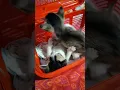 Two cute little kittens are playing #shorts #catlover