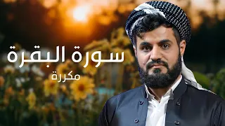 سورة البقرة مكررة القارئ رعد الكردي  سورة البقرة مكررة القارئ رعد الكردي