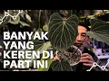 Lagu REVIEW KUPING GAJAH YANG SEDANG HANGAT DI PERBINCANGKAN DI KALANGAN PECINTA TANAMAN HIAS🔥 (PART 2)