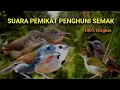 Download Lagu SUARA PIKAT SEMUA JENIS BURUNG PENGHUNI SEMAK BELUKAR. TERBUKTI SANGAT AMPUH.