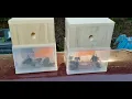 Do carpenter bee traps really work