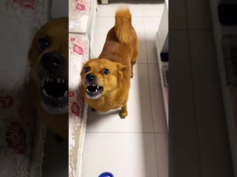 When the dog ate its mother's food, what was the mother's reaction? #shorts