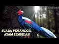 SUARA AYAM SEMPIDAN