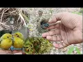 Download Lagu Lama gak mbolang ternyata masih banyak nemu sarang burung