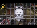 Max and Duke Escape The Secret Life of Pets