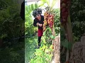 Download Lagu MINTA RAMBUTAN | NURRAYNI25