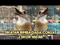 Download Lagu SIKATAN RIMBA DADA COKLAT 2 EKOR 100.RIBU APA GAK RUGI MAS