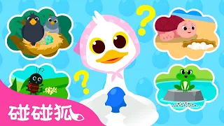🥚 这是谁的蓝色蛋｜动物音乐剧｜Whose Blue Egg is This?｜故事儿歌｜儿童故事｜亲子阅读｜启蒙教育｜早教｜碰碰狐Pinkfong