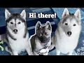 Husky Puppy Meets Big Sisters Memphis and Kira