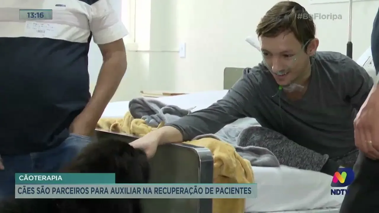 Cãoterapia: cães são parceiros para auxiliar na recuperação de pacientes