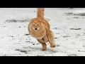 Lagu When Your Cat Faces Its First Winter 😄 Funniest Cat Ever!