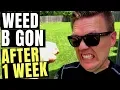 Ortho WEED B GON After One Week - Does it Work
