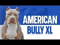American Bully XL - The Ultimate Guide