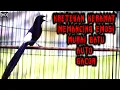 Download Lagu Kretekan dan suara awalan MURAI BATU untuk memancing EMOSI langsung NYAUT dan GACOR