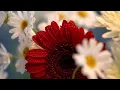 Download Lagu Witte Zomer: Madeliefjes van Dichtbij