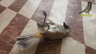 سبب موت البلبل المفاجئ دندنها