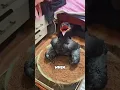 Download Lagu A raven that acts like a puppy#animals #funny #ravens