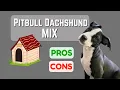 What Is a Pitbull Dachshund Mix Pros Cons