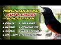 Lagu 🔴 LIVE 36 - Pancingan Murai Batu Pagi Hari Full Isian Tembakan Kasar Bikin Murai Bongkar Isian