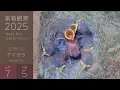Download Lagu ヤマガラお母さんは雛の危機に気づかなかった・・【巣箱観察2025/第7話】