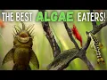 The Best Algae Eaters for Your Aquarium