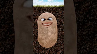 ام مصطفى وين اللحمه المشويه Shorts 