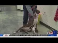 Memphis Animal Services expands foster program