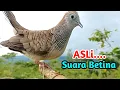 Download Lagu Suara Perkutut Betina Paling Berhasil Memancing Perkutut Jantan Jadi Gacor