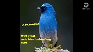 Download suara pikat burung selendang biru/tledekan biru ampuh MP3