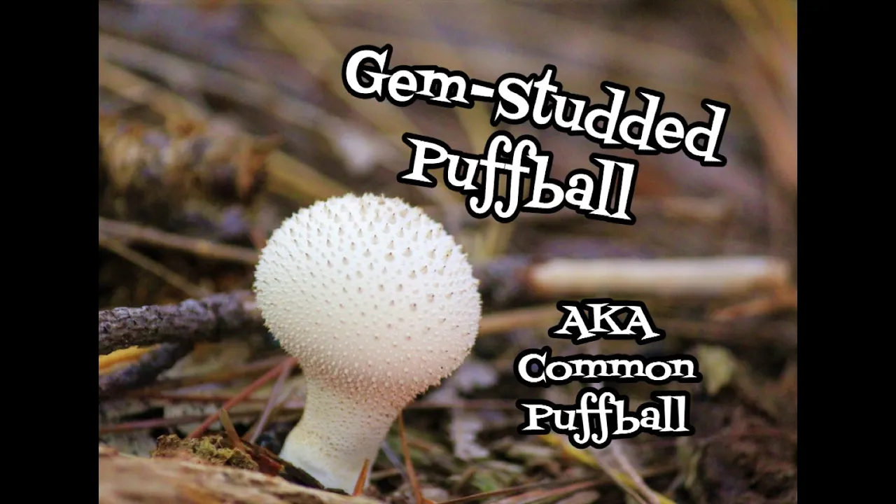 Gem Studded Puffball