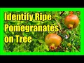 How to Know When a Pomegranate is Ripe Perfect Timing for Picking From the Tree